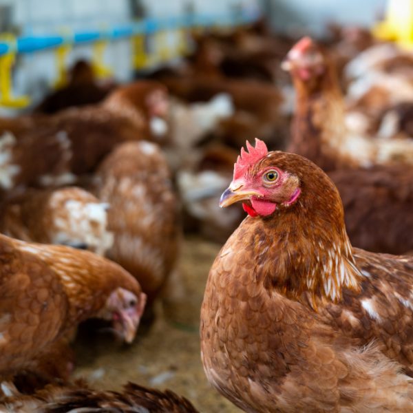 poules-brunes-ferme